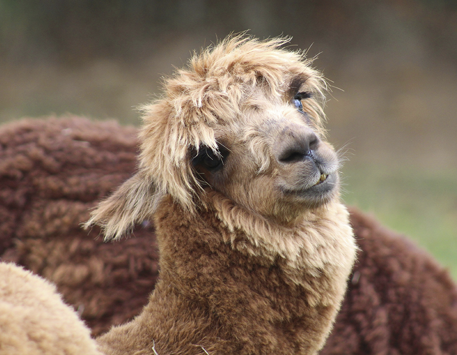 El arte empieza en la fibra