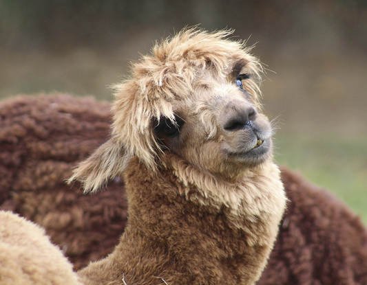 El arte empieza en la fibra