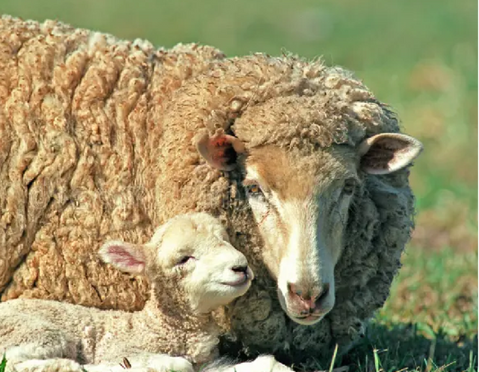 El arte empieza en la fibra